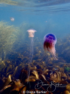 Jellyfish near Portland Bill, Dorset, UK by Diana Barker 